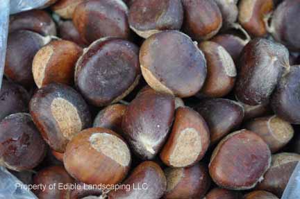 Chestnut Dunstan Nuts